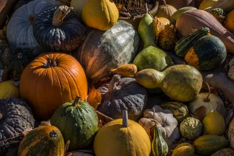 Collection of various pumpkins Stock Photos