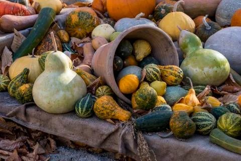 Collection of various pumpkins Stock Photos