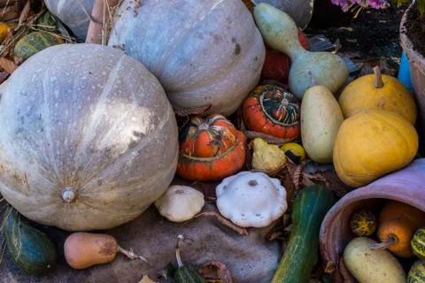 Collection of various pumpkins Stock Photos