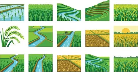 Collection of various rice field illustrations, depicting agricultural land.. Stock Illustration
