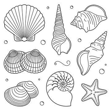 Collection of various seashells and a starfish in black line style, isolate.. Illustration
