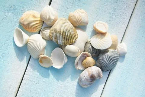 Collection of various seashells on light blue deck Stock Photos