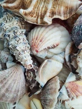 Collection of various shells Stock Photos