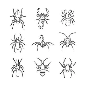 Collection of various spider and scorpion illustrations in black and white Stock Illustration