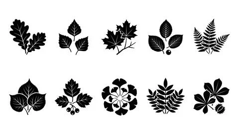 Collection of various tree leaves silhouettes in black. Stock Illustration