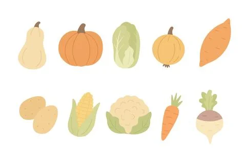 A collection of various vegetables including squash, pumpkins, carrots, corn Stock Illustration