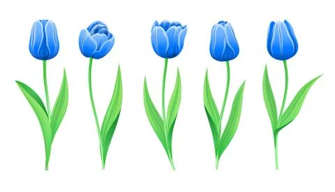 Collection Of Vector Rare Blue Tulips With Stem And Green Leaves. Stock Illustration