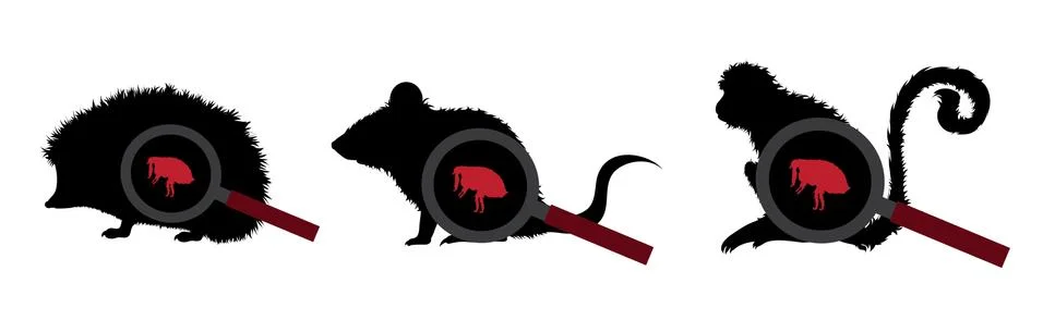 Collection of vector silhouette of flea under magnifying glass sitting on dif Stock Illustration