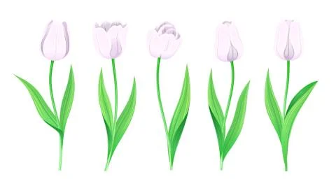 Collection Of Vector White Tulips With Stem And Green Leaves. Spring Flowers Stock Illustration