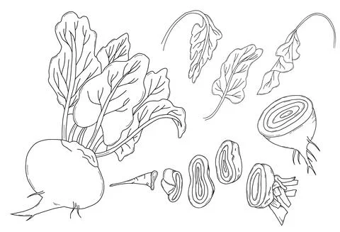 Collection of vegetables beets. Beetroot, root, leaves, half root vegetable and Illustrazione stock