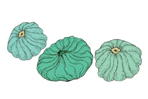 Collection vegetables patisson isolated on white background Stock Illustration