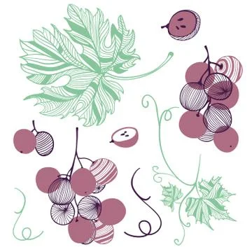 Collection of violet grape. Fruit, leaf and piece of grape berries. Vector hand Stock Illustration