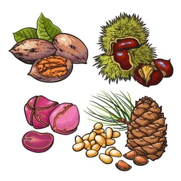 Collection of walnuts, chestnuts, pine nuts and peanuts Stock Illustration