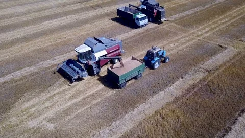 Collection of wheat and export from the field areal Stock Footage 78825640