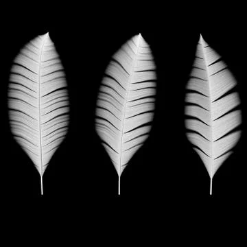 Collection of white bird feathers Stock Illustration