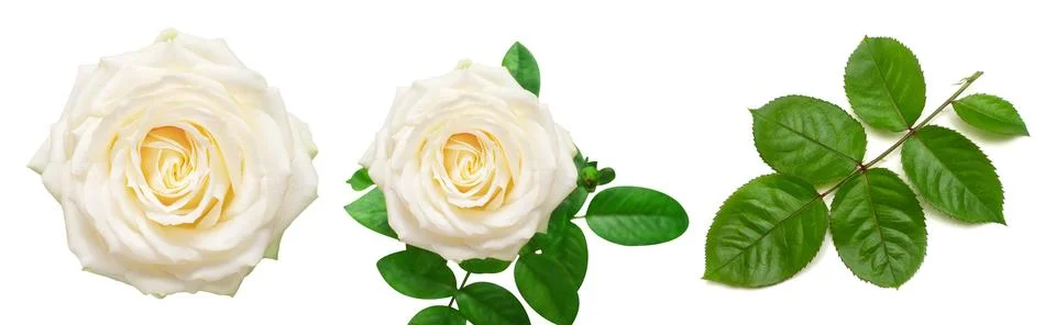 Collection of white rose elements. Flower, leaf and branch isolated on a wh.. Stock Photos