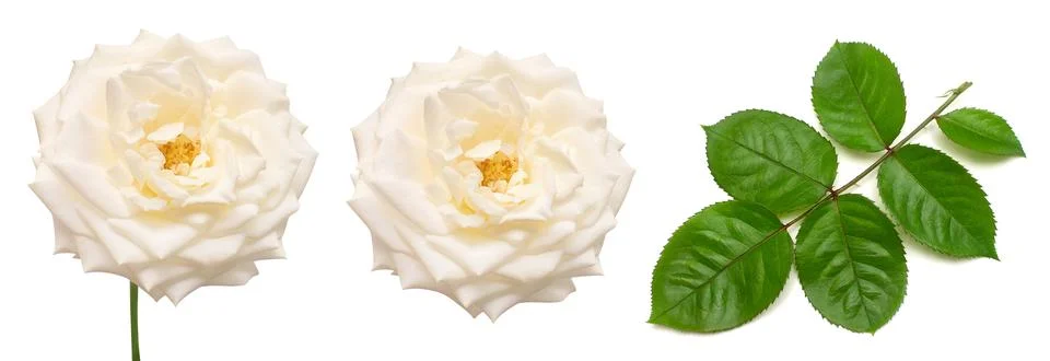 Collection of white rose elements. Flower, leaf and branch isolated on a wh.. Stock Photos