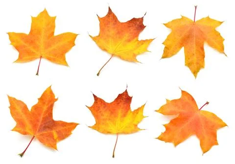 Collection yellow maple leaf isolated on white background. Autumn, falling .. Stock Photos