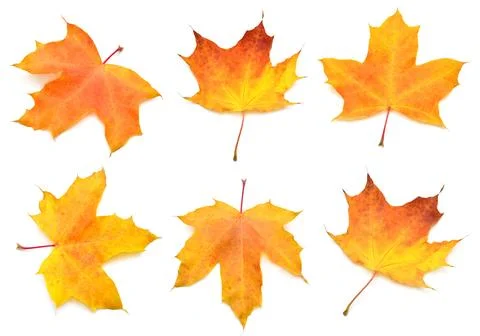 Collection yellow maple leaf isolated on white background. Autumn, falling .. Stock Photos