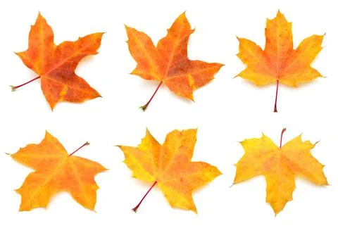 Collection yellow maple leaf isolated on white background. Autumn, falling .. Stock Photos