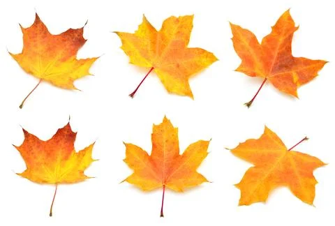 Collection yellow maple leaf isolated on white background. Autumn, falling .. Stock Photos