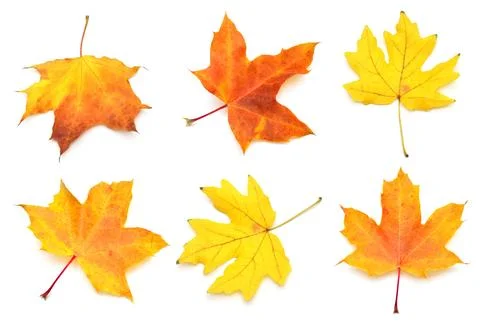 Collection yellow maple leaf isolated on white background. Autumn, falling .. Stock Photos