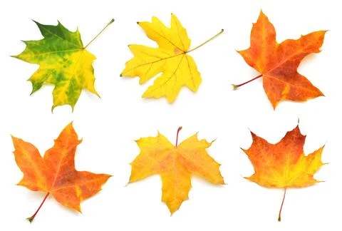 Collection yellow maple leaf isolated on white background. Autumn, falling .. Stock Photos
