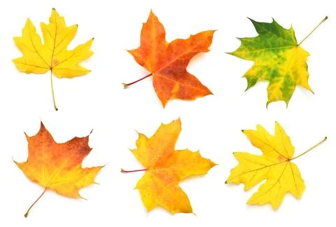 Collection yellow maple leaf isolated on white background. Autumn, falling .. Stock Photos