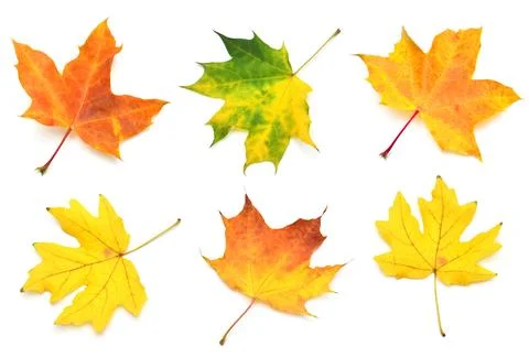 Collection yellow maple leaf isolated on white background. Autumn, falling .. Stock Photos