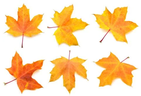 Collection yellow maple leaf isolated on white background. Autumn, falling .. Stock Photos