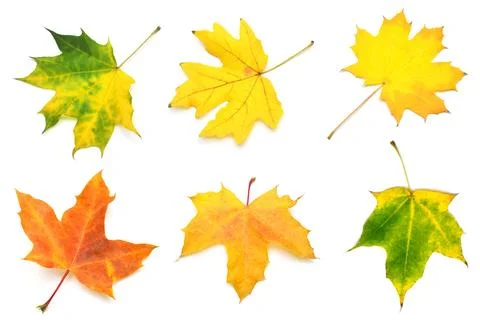 Collection yellow maple leaf isolated on white background. Autumn, falling .. Stock Photos