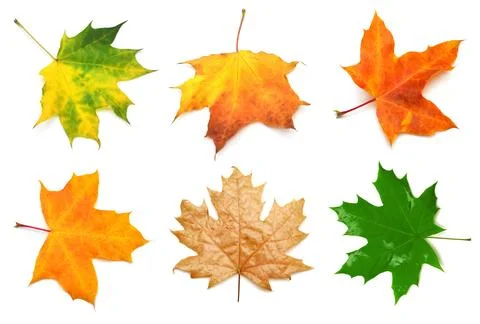 Collection yellow maple leaf isolated on white background. Autumn, falling .. Stock Photos