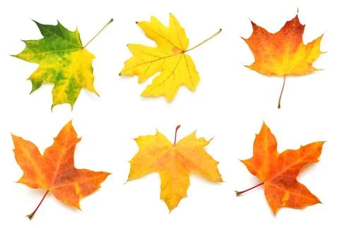 Collection yellow maple leaf isolated on white background. Autumn, falling .. Stock Photos