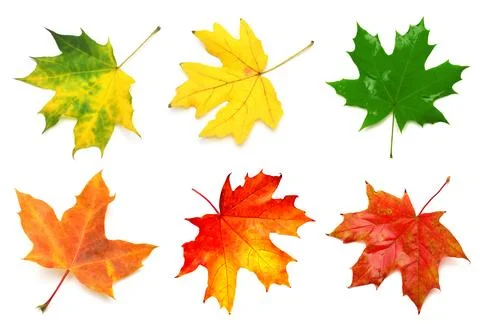 Collection yellow maple leaf isolated on white background. Autumn, falling .. Stock Photos