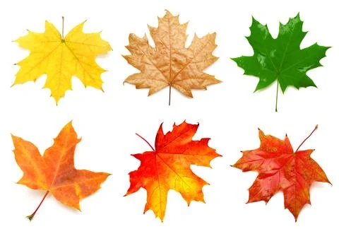 Collection yellow maple leaf isolated on white background. Autumn, falling .. Stock Photos