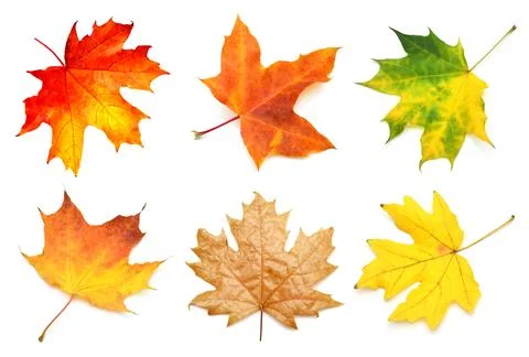 Collection yellow maple leaf isolated on white background. Autumn, falling .. Stock Photos