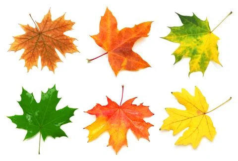 Collection yellow maple leaf isolated on white background. Autumn, falling .. Stock Photos