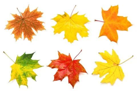 Collection yellow maple leaf isolated on white background. Autumn, falling .. Stock Photos