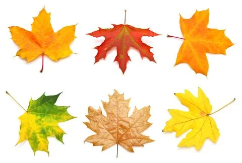 Collection yellow maple leaf isolated on white background. Autumn, falling .. Stock Photos
