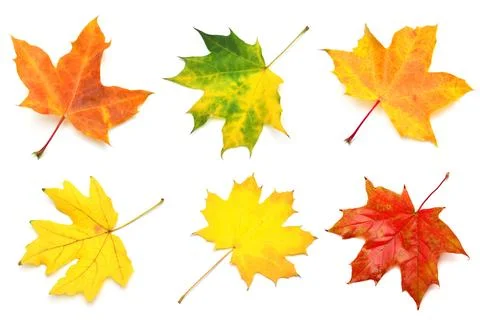 Collection yellow maple leaf isolated on white background. Autumn, falling .. Stock Photos