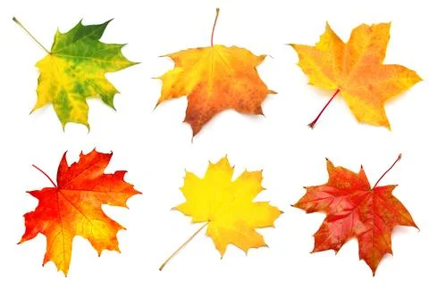 Collection yellow maple leaf isolated on white background. Autumn, falling .. Stock Photos
