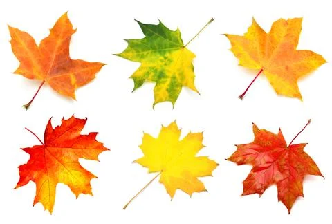 Collection yellow maple leaf isolated on white background. Autumn, falling .. Stock Photos