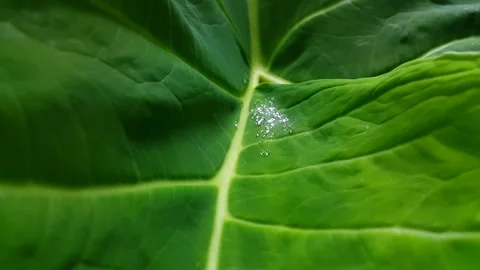 Collections of small water bubbles look like pearls on very fresh green leaves. Stock Footage 289502779