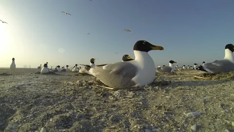 Collective hatching of eggs by seagulls with chicks in nests on ground. Stock Footage 229405293