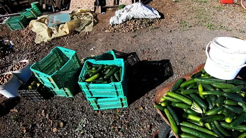 Collects from boxes of cucumbers and vegetables on the ground in an eco farm Stock Footage 171416977
