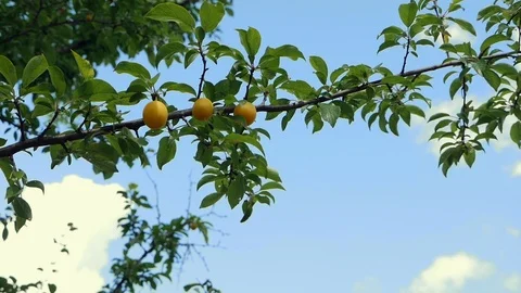Collects cherry plum from the branch Video stock 112952495