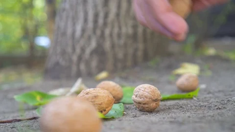 Collects fallen walnuts from the ground close up Stock Footage 96061011