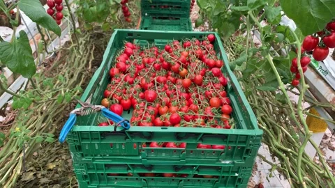 Collects tomatoes with hands in a box Stock Footage 259673288