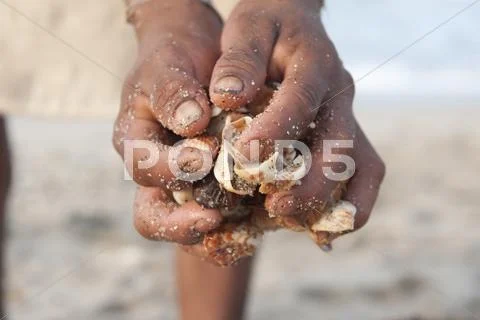Collecttion of seashell palomino sierra nevada colombia Stock Photos