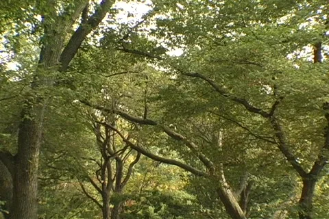 College Campus  Stock Footage 360496